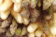 Asparagus tips