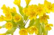 Cowslip