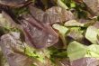 Lettuce