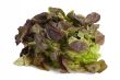 Red Lettuce