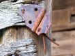 Antique Barn Hinge