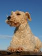 fox terrier