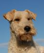 fox terrier