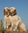 two english setters
