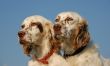english setters