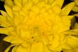chrysanthemum