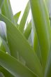 green grass