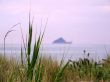 Herbs and sea