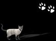 Cat background