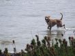 Dog running in the sea