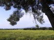 Rural landscape