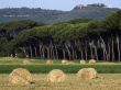 Rural landscape