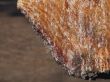 Trunk detail