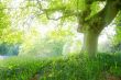dream forest