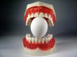 teeth model