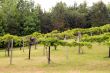 Vineyard