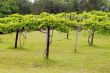 Vineyard