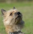 purebred  cairn terrier