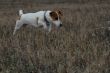 jack russel terrier in a field