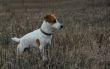 jack russel terrier