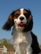 cavalier king charles