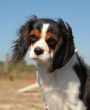 cavalier king charles