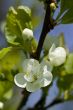 Apple-tree flower