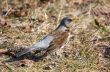 fieldfare (turdus pilaris)