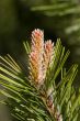 Blossoming pine