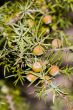 berries of a juniper