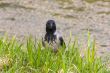 crow