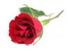 Red rose