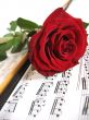 Red rose and music
