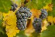 Grapes & Vines