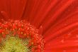 Macro Red Gerber Daisy with Water Drops