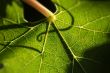 Beautiful Grape Leaf