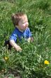 Child with the dandelion