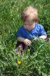 Child with the dandelion