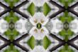 Collage on the theme of spring