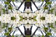 Collage on the theme of spring