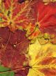 vivid autumnal colors