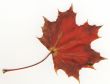 autumnal leaf