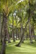 tropical forest
