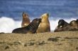 seal at the beach
