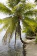 coconuts