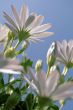 White flowers