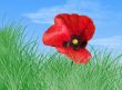 Poppy in the grass
