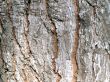 Trunk detail