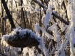 Frost