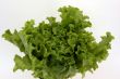 sheet lettuce